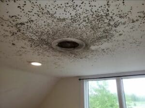 mold on ceiling 