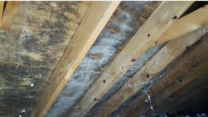 mold attic cleaning services and removal troy oh